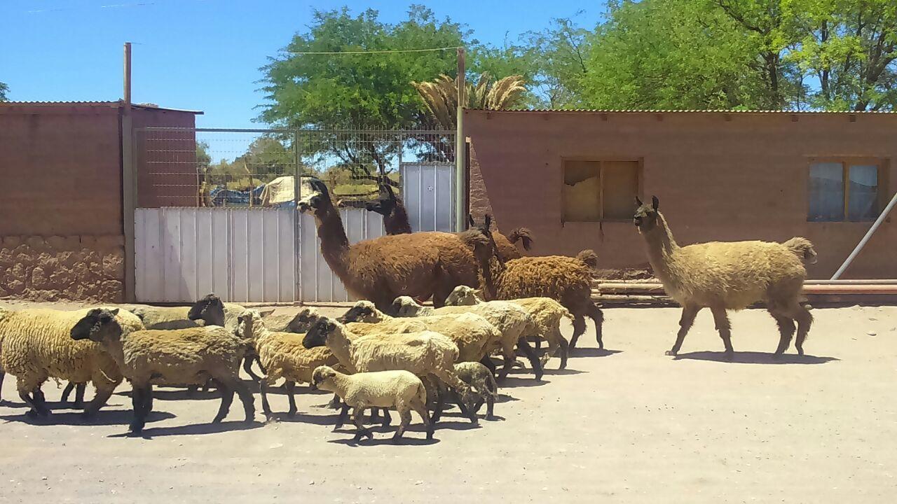 Cabana Laynaturi San Pedro de Atacama Buitenkant foto